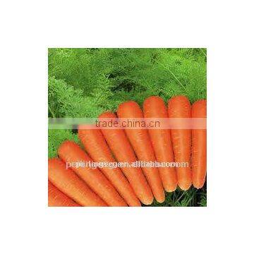 FRESH CARROT SHANDONG NEW CORP