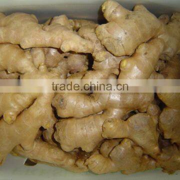 Fresh Ginger photo-3