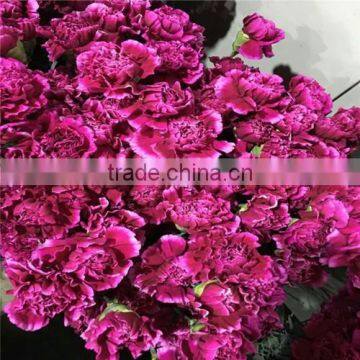 High Quality Fresh Carnation Florist Suppliers From Website photo-3