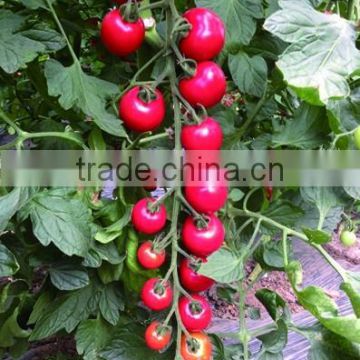 small cherry tomato seed:Pink pearl F1