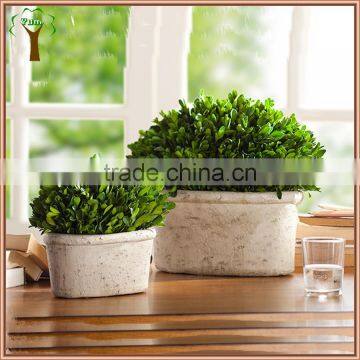 white potted boxwood preserved oval wholesale to abroad