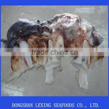 Frozen Giant Squid Neck photo-2