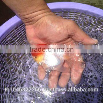 Live Tropical Gold Fish photo-5