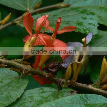 Helicteres Isora photo-2