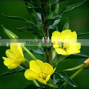 evening primrose oil manufacturer supply with low price