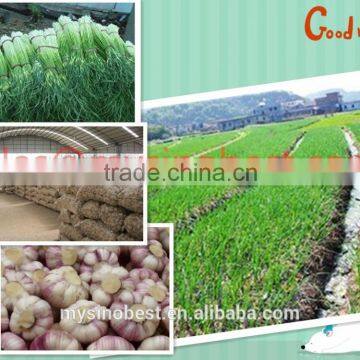 Fresh garlic white/Normal white garlic/Henan Garlic