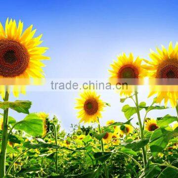 High Quality Crude sunflower oil