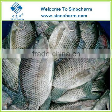 Bulk Frozen Whole Fish With Frozen Tilapia