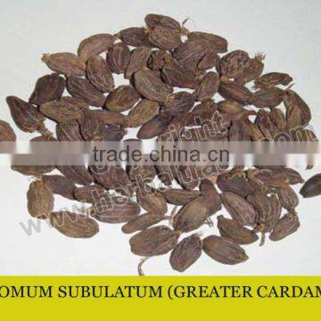 GREATER CARDAMOM