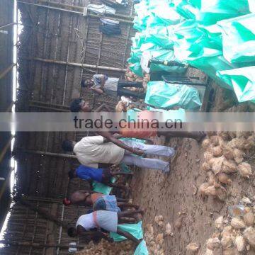 Best Quality Cocounts for Sell photo-5