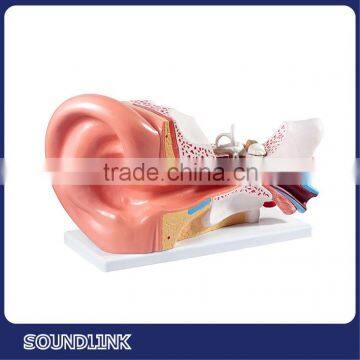 2015 brand new Soundlink Anatomical Ear model indicating outer,middle and inner ear for displaying or educating