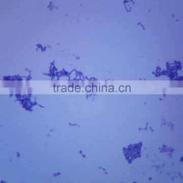 Top sale educational prepared parasitology slides set