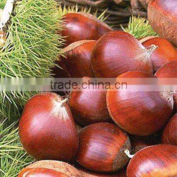 fresh chestnut