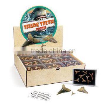 Authentic Shark Teeth Fossil in a Box, 36pcs per Display photo-1