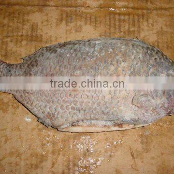 TILAPIA GGS (Tilapia mossambica)