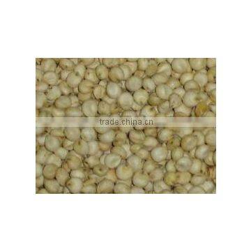 White Sorghum from India