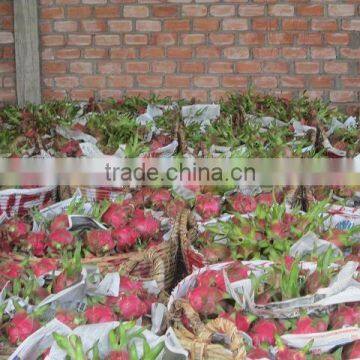 Vietnam Dragon Fruit with high quality and competitive price