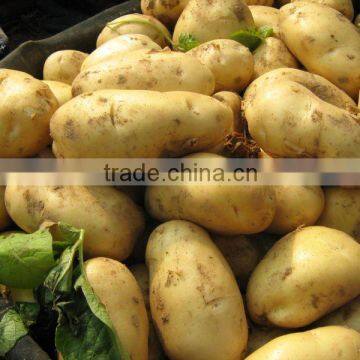 new crop fresh potato