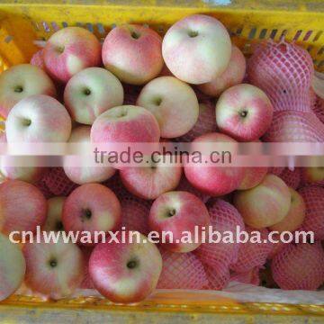 Chinese supplier of fresh fuji apple in 2011