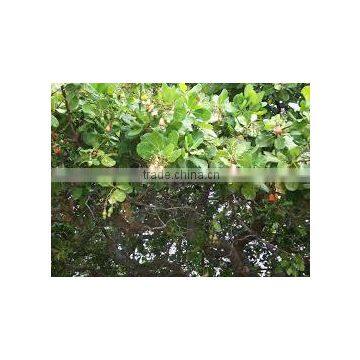 Good Bukina Faso Raw Cashew Nuts photo-4