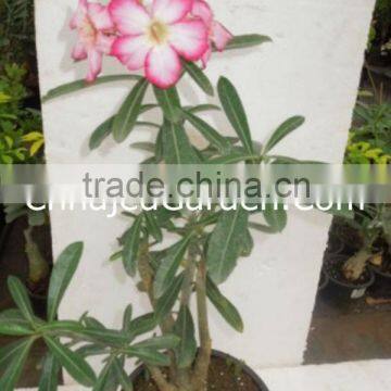 Outdoor Plants - Eleperone Guttata Rubra