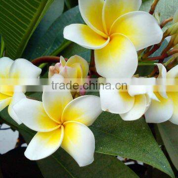 White Flower Plumeria Rubra L. Cv. Acutifolia