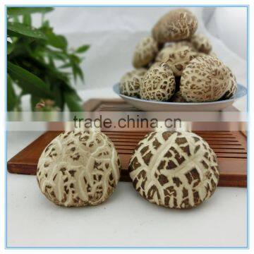 Dried White Flower Shiitake Mushroom Prices