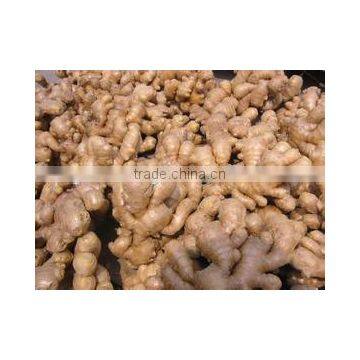 for European Union Market High Quality Ginger