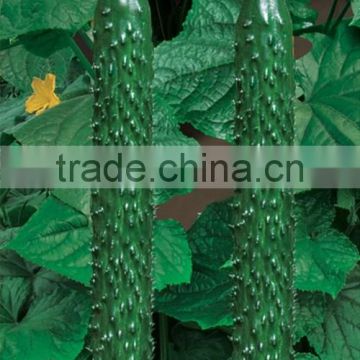 HCU08 Yenei 37cm in length,chinese F1 hybrid cucumber seeds in vegetable seeds