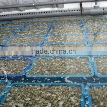 High Frozen Vacuum Packed Short Necked Clam photo-3