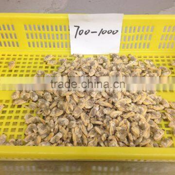 Tip-top Quality Frozen Short Necked Clam Meat photo-6