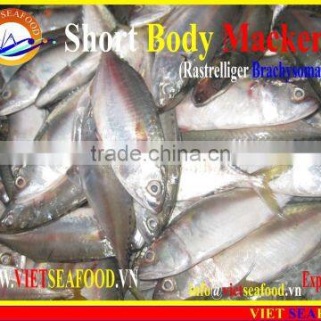 FROZEN SHORT BODY MACKEREL W/R photo-3