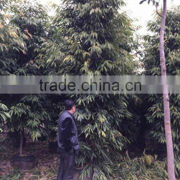 Ficus Irregularis photo-4