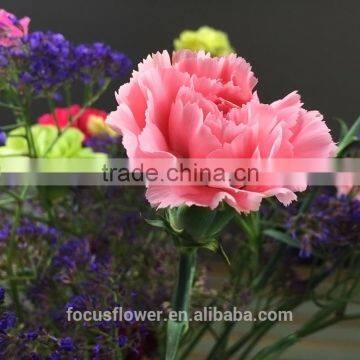 hot fashion single carnations cut flower price fresh cut flowers from china