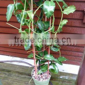 Thick Walled Cheap Tonkin Bamboo Poles Wholesale for Plants