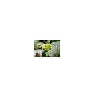 Belladonna Liquid Extract