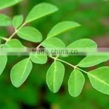 manufacturers of Moringa Leaves from india