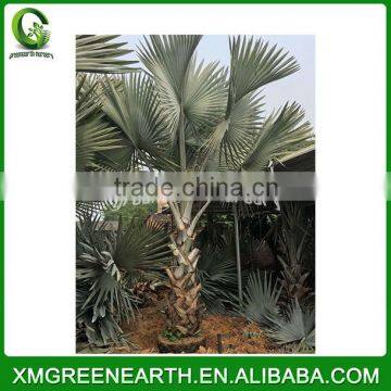 Bismarckia Nobilis Palms Trunk 2m