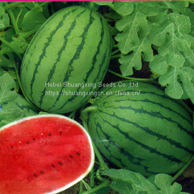 Bell Factory supply f1 hybrid watermelon seeds