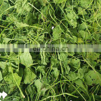 Asiatica leaf/wholesale centella asiatica from Vietnam