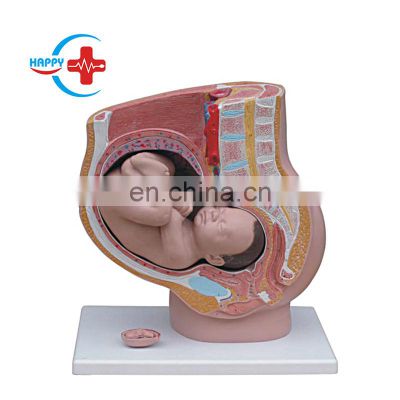 HC-S271 Medical Human pregnant uterus 2 parts for teaching model/Anatomy Childbirth model