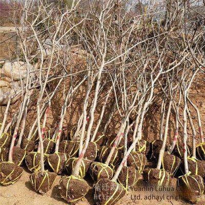 this year, the price of a wisteria sapling with a ground diameter of 1 cm, a climbing plant in jiangsu area, from a ground cover plant base