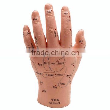 Meridian hand model touch household needle mould human meridian model of human body meridian acupuncture