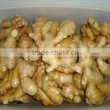 New crop fresh ginger export,dried ginger price,agricultural product