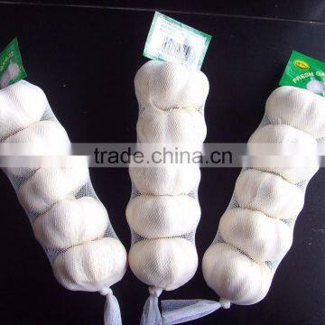 Chinese Garlic Shandong Garlic