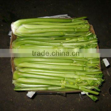 2012 New crop fresh celery