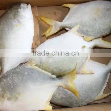 new frozen IQF golden pompano pomfret fish