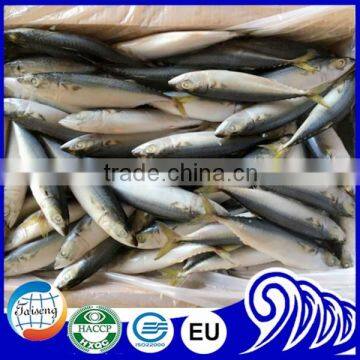 frozen pacific mackerel fish fresh catch mackerel in pouch