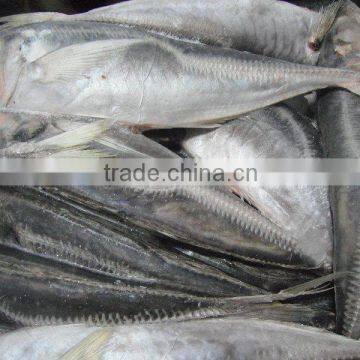 Frozen Seafood Mackerel