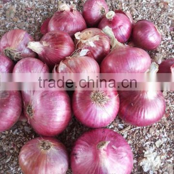 Red Indian Onion